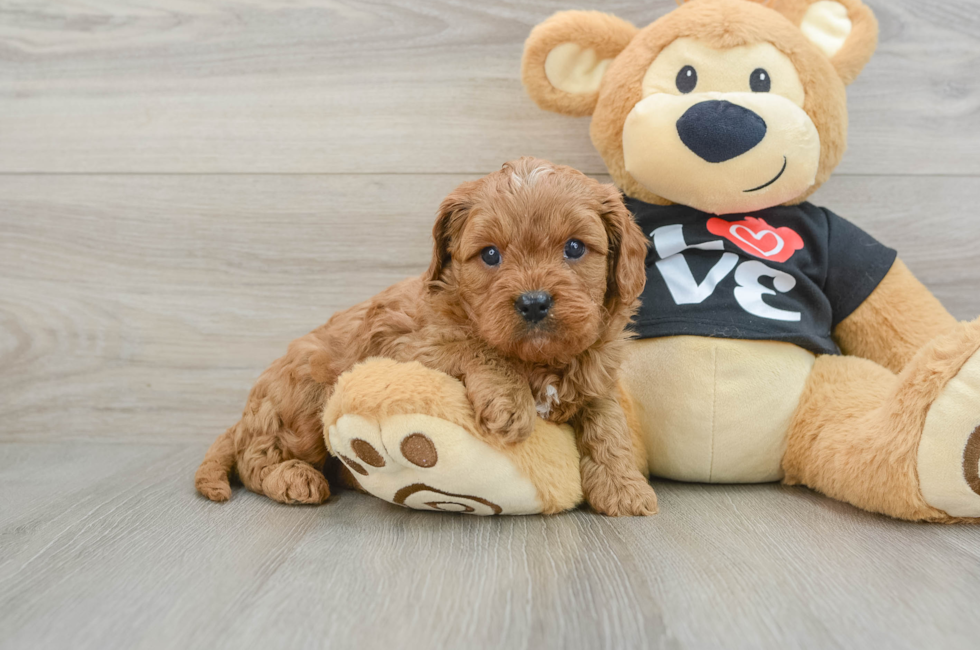 6 week old Cavapoo Puppy For Sale - Florida Fur Babies