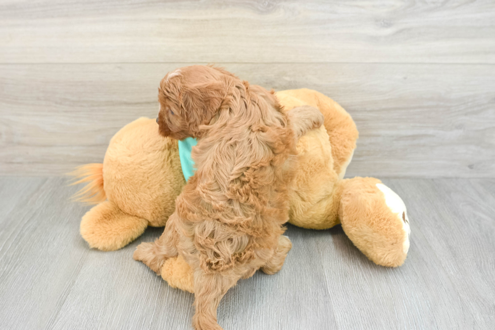 Hypoallergenic Cavadoodle Poodle Mix Puppy