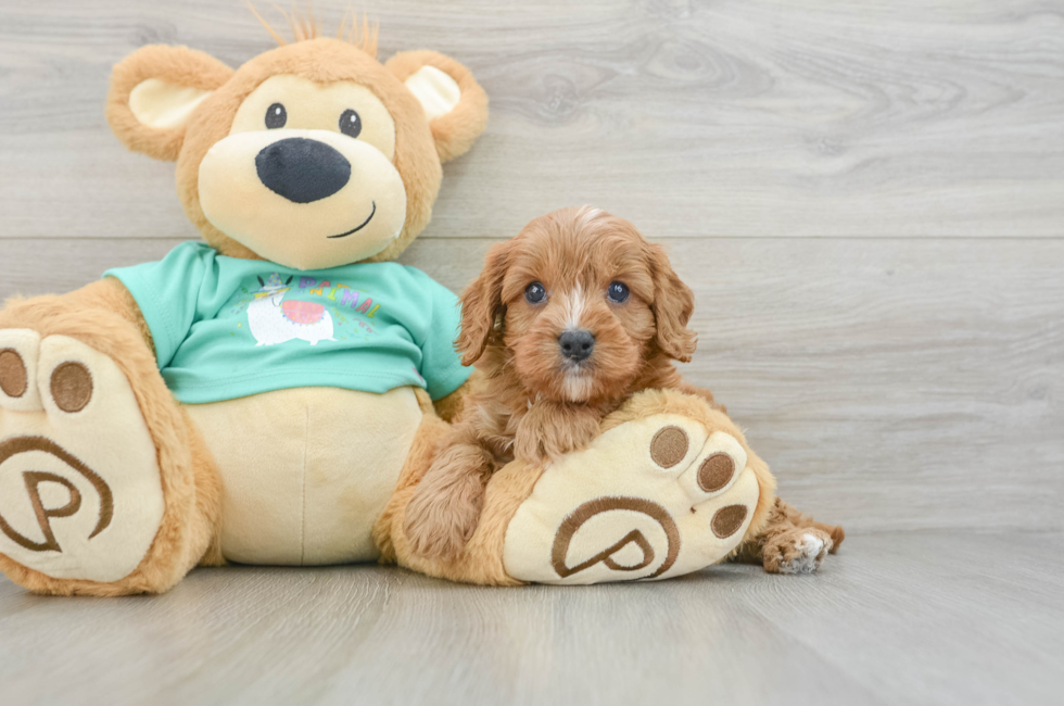 6 week old Cavapoo Puppy For Sale - Florida Fur Babies