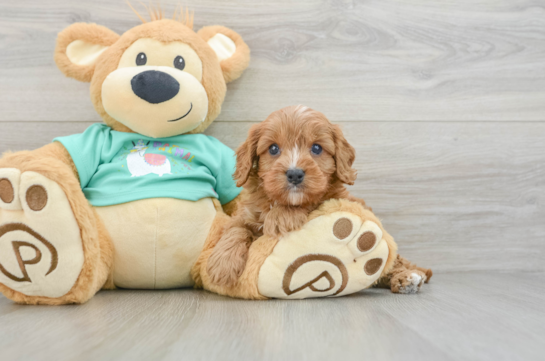 Adorable Cavalier King Charles Spaniel and Poodle Mix Poodle Mix Puppy