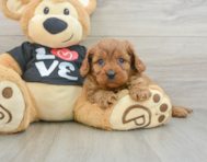 8 week old Cavapoo Puppy For Sale - Florida Fur Babies