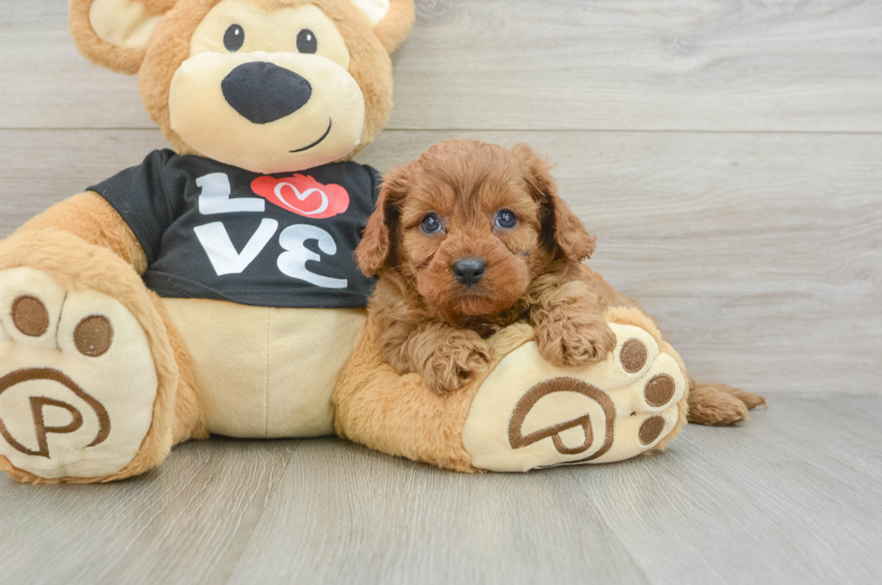 6 week old Cavapoo Puppy For Sale - Florida Fur Babies