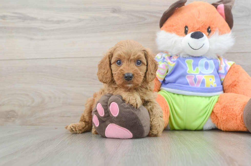 5 week old Cavapoo Puppy For Sale - Florida Fur Babies
