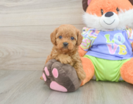 7 week old Cavapoo Puppy For Sale - Florida Fur Babies