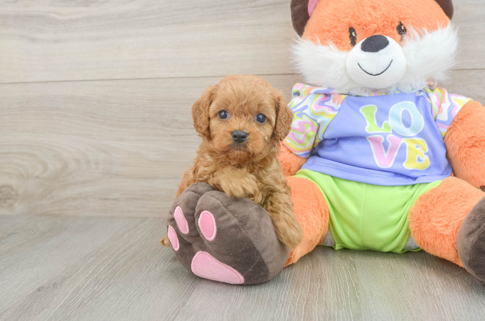 5 week old Cavapoo Puppy For Sale - Florida Fur Babies