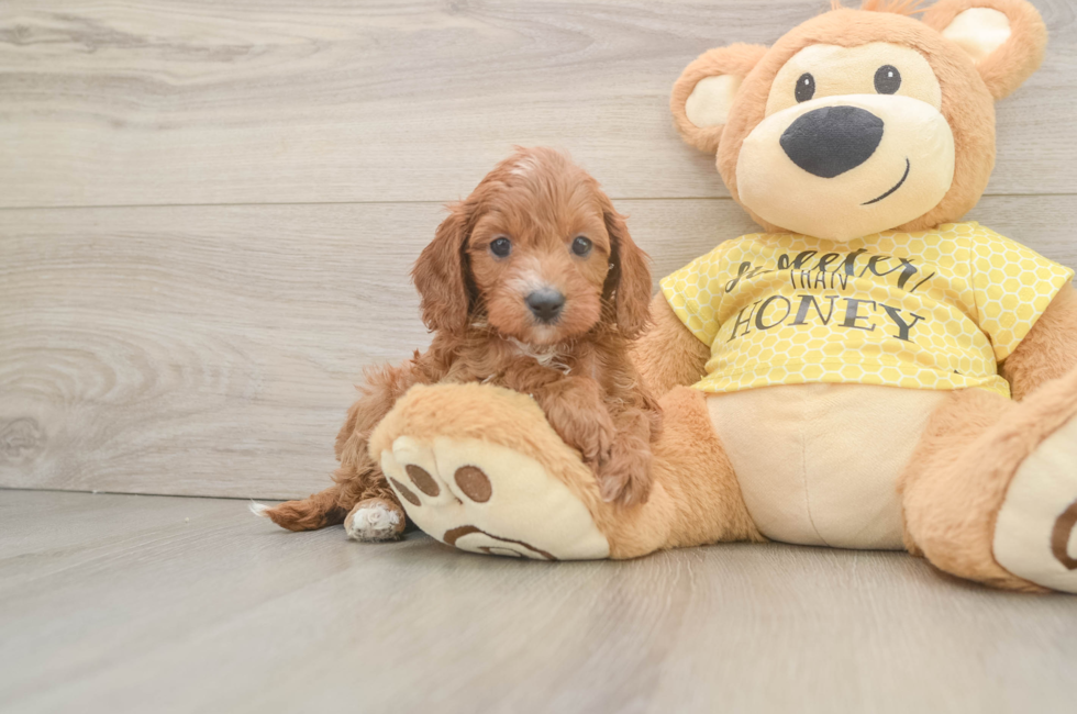 6 week old Cavapoo Puppy For Sale - Florida Fur Babies