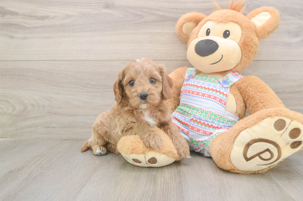 5 week old Cavapoo Puppy For Sale - Florida Fur Babies