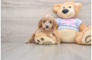 Cavapoo Puppy for Adoption