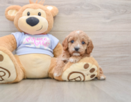 7 week old Cavapoo Puppy For Sale - Florida Fur Babies