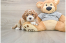 Cavapoo Pup Being Cute