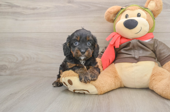 Playful Cavapoodle Poodle Mix Puppy