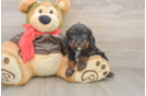 Popular Cavapoo Poodle Mix Pup