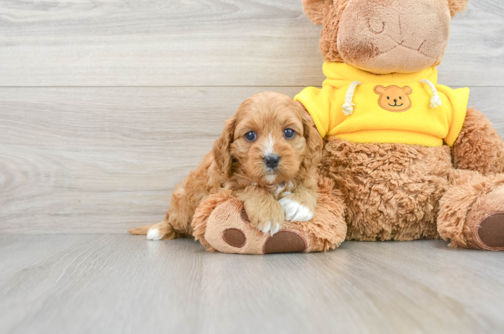 6 week old Cavapoo Puppy For Sale - Florida Fur Babies