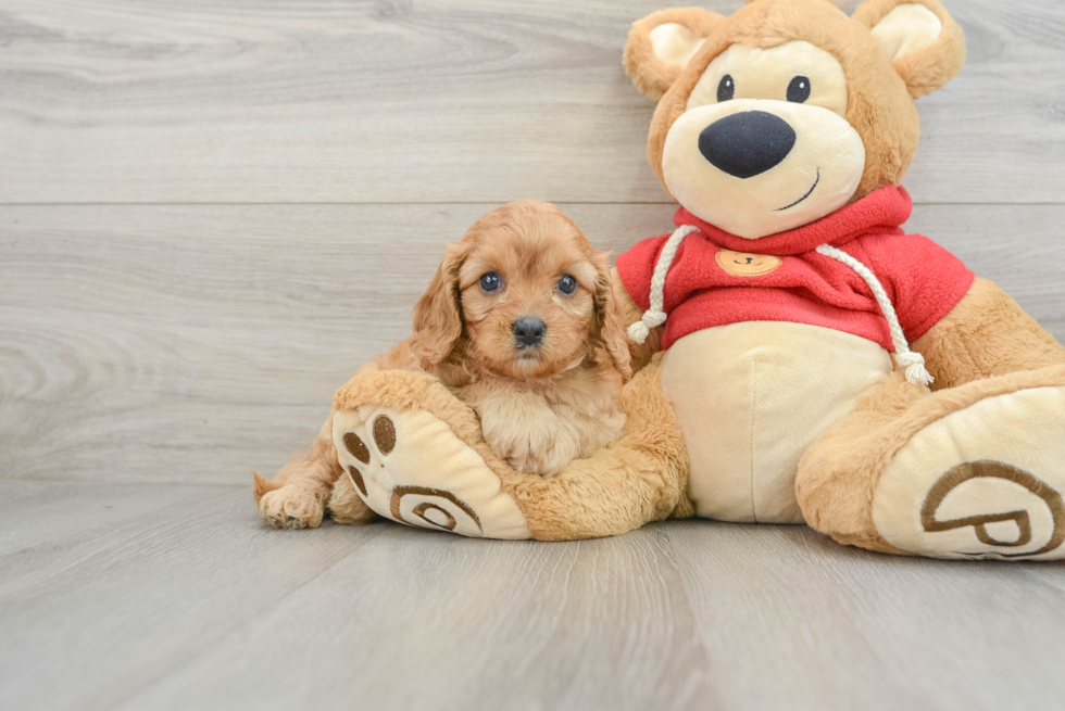 Cavapoo Pup Being Cute