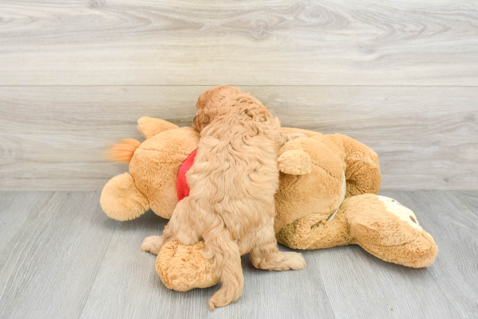 Funny Cavapoo Poodle Mix Pup