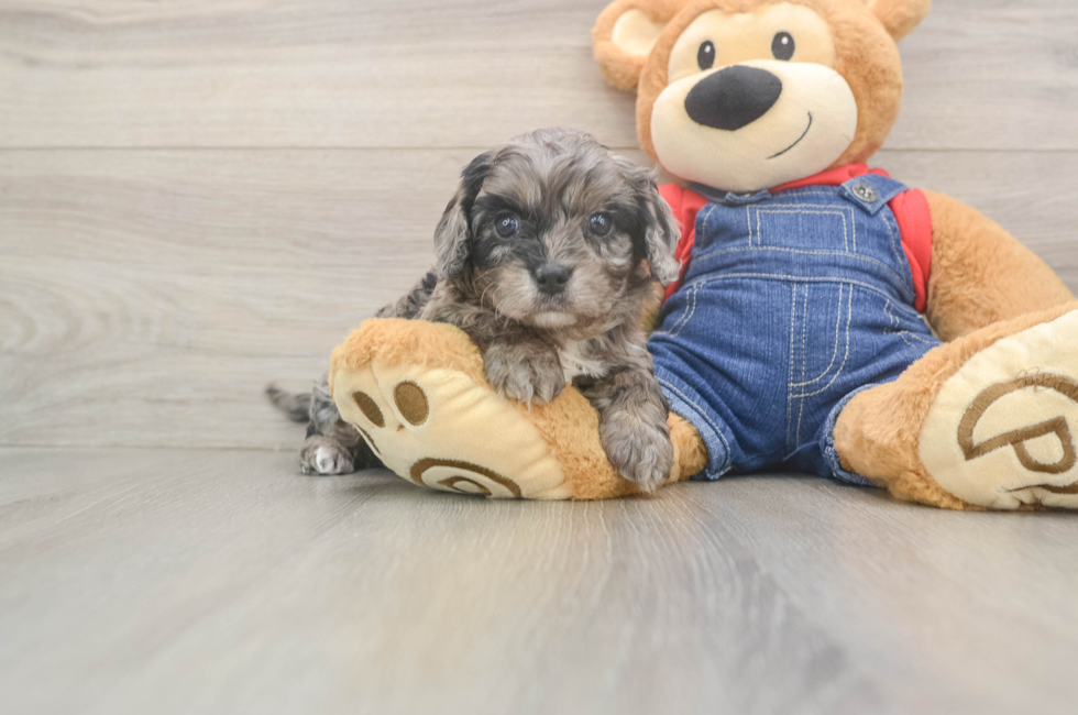 5 week old Cavapoo Puppy For Sale - Florida Fur Babies