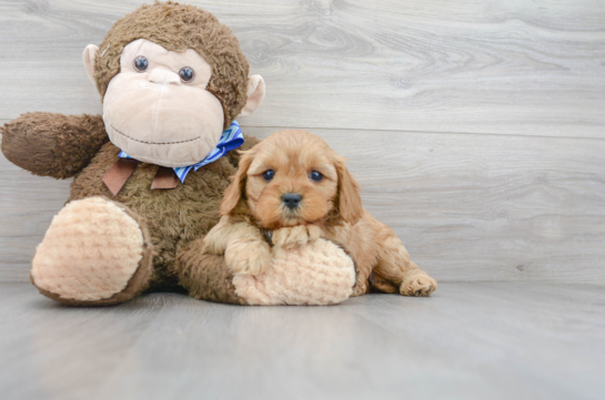 Cute Cavapoo Baby