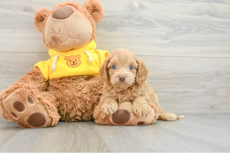 Cavapoo Puppy for Adoption