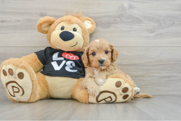 Little Cavipoo Poodle Mix Puppy