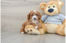 Cavapoo Puppy for Adoption