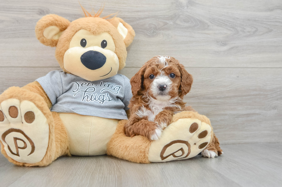 6 week old Cavapoo Puppy For Sale - Florida Fur Babies