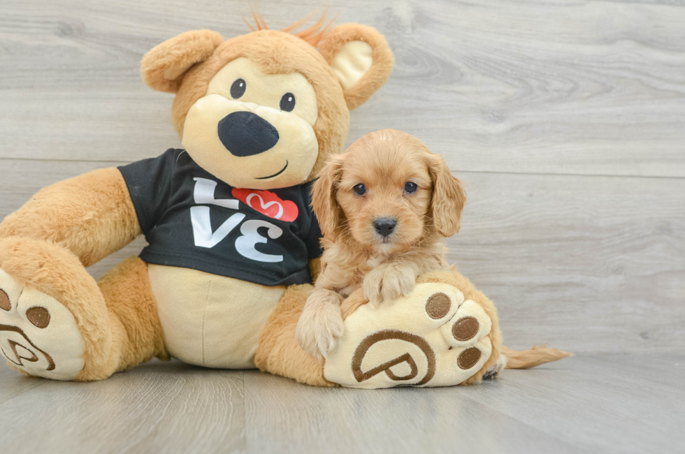 6 week old Cavapoo Puppy For Sale - Florida Fur Babies