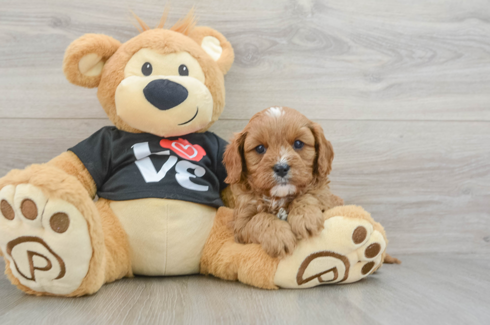 6 week old Cavapoo Puppy For Sale - Florida Fur Babies