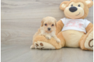 Cavapoo Pup Being Cute