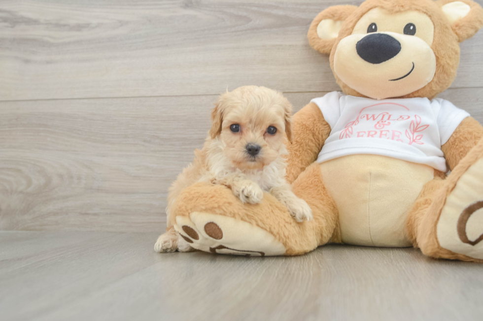 Cavapoo Pup Being Cute