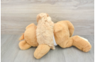 Playful Cavapoodle Poodle Mix Puppy