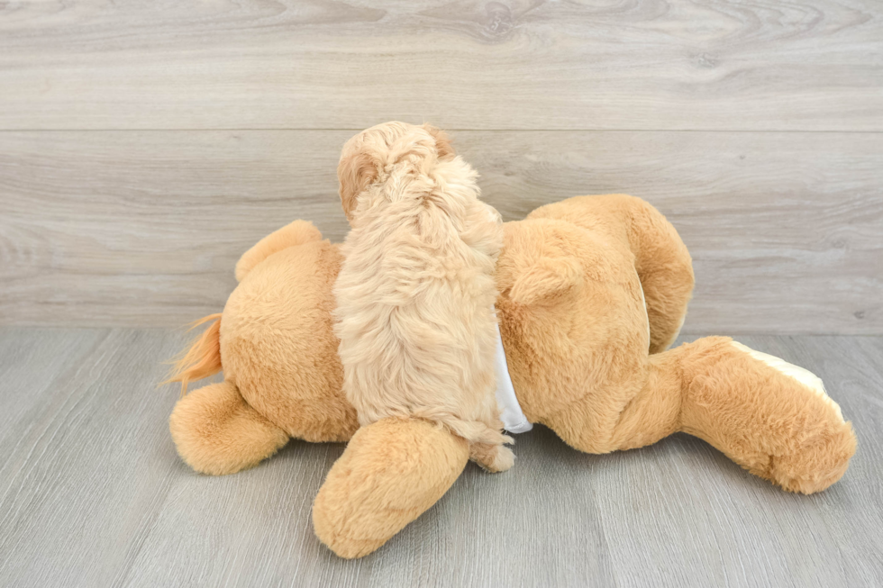Playful Cavapoodle Poodle Mix Puppy