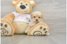 Adorable Cavalier King Charles Spaniel and Poodle Mix Poodle Mix Puppy