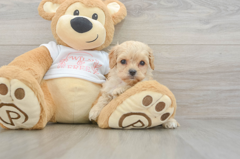 6 week old Cavapoo Puppy For Sale - Florida Fur Babies