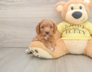 9 week old Cavapoo Puppy For Sale - Florida Fur Babies