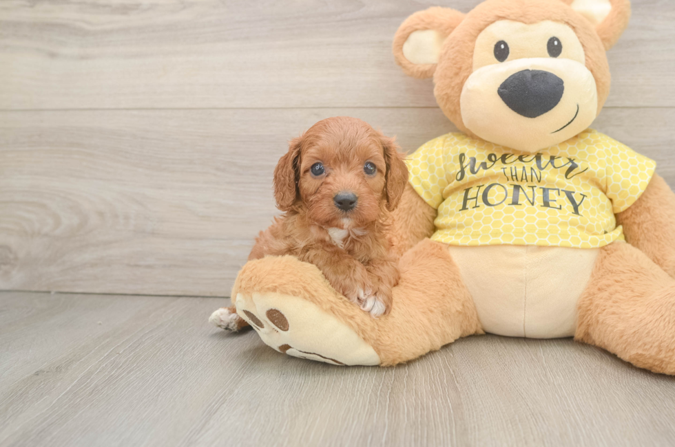 6 week old Cavapoo Puppy For Sale - Florida Fur Babies
