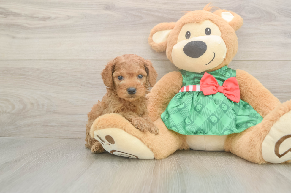 5 week old Cavapoo Puppy For Sale - Florida Fur Babies