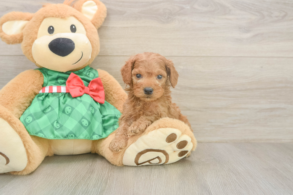 Popular Cavapoo Poodle Mix Pup