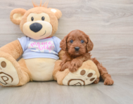 7 week old Cavapoo Puppy For Sale - Florida Fur Babies