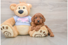 Cavapoo Puppy for Adoption