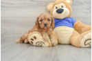 Smart Cavapoo Poodle Mix Pup