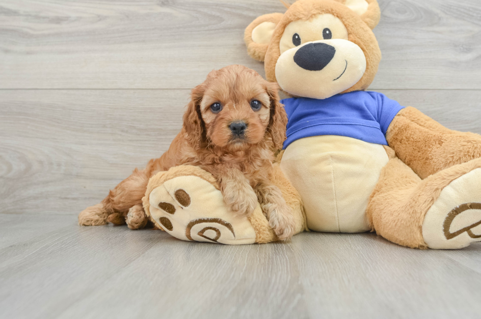 6 week old Cavapoo Puppy For Sale - Florida Fur Babies