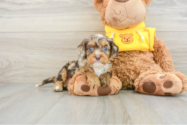 Cavapoo Pup Being Cute