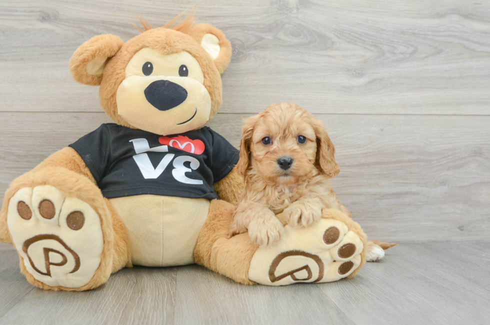 6 week old Cavapoo Puppy For Sale - Florida Fur Babies