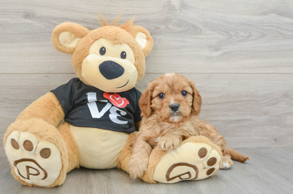 6 week old Cavapoo Puppy For Sale - Florida Fur Babies