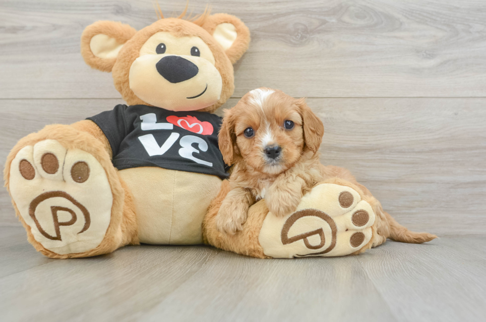 6 week old Cavapoo Puppy For Sale - Florida Fur Babies