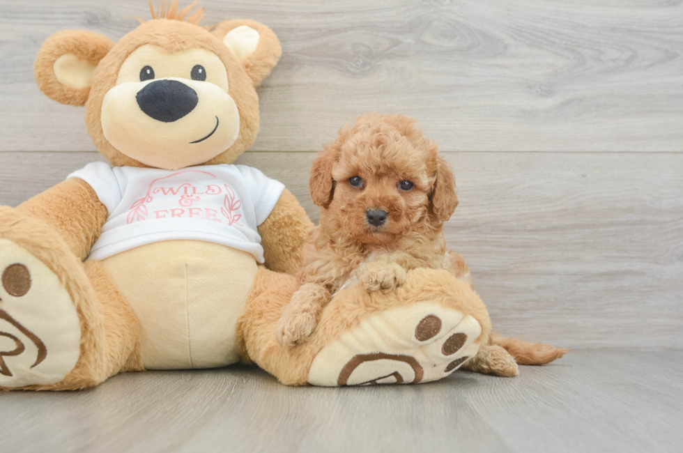 6 week old Cavapoo Puppy For Sale - Florida Fur Babies