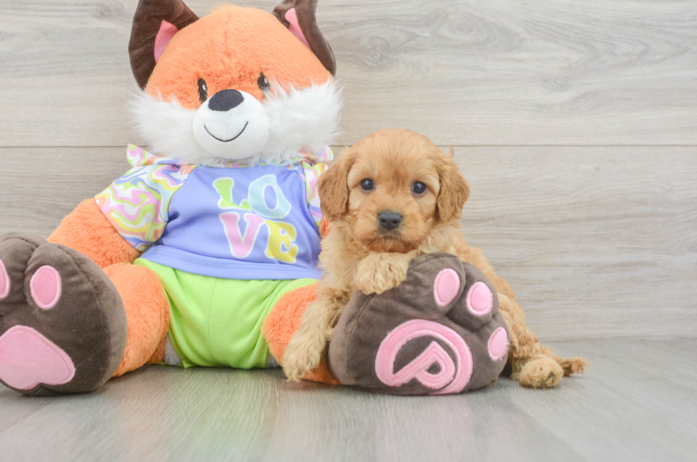 5 week old Cavapoo Puppy For Sale - Florida Fur Babies
