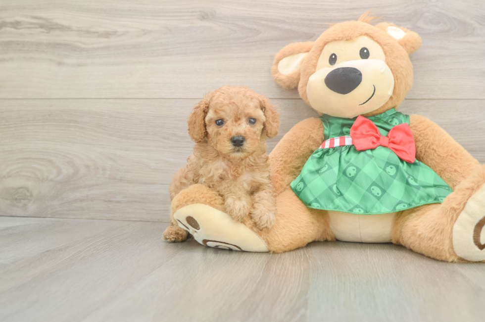 5 week old Cavapoo Puppy For Sale - Florida Fur Babies