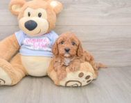 7 week old Cavapoo Puppy For Sale - Florida Fur Babies
