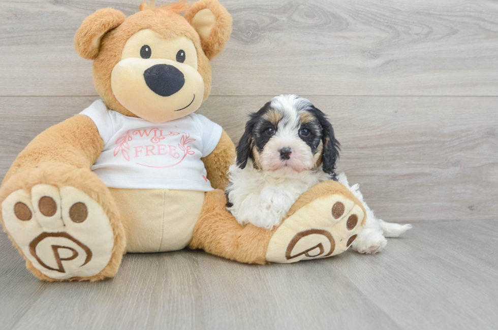 5 week old Cavapoo Puppy For Sale - Florida Fur Babies